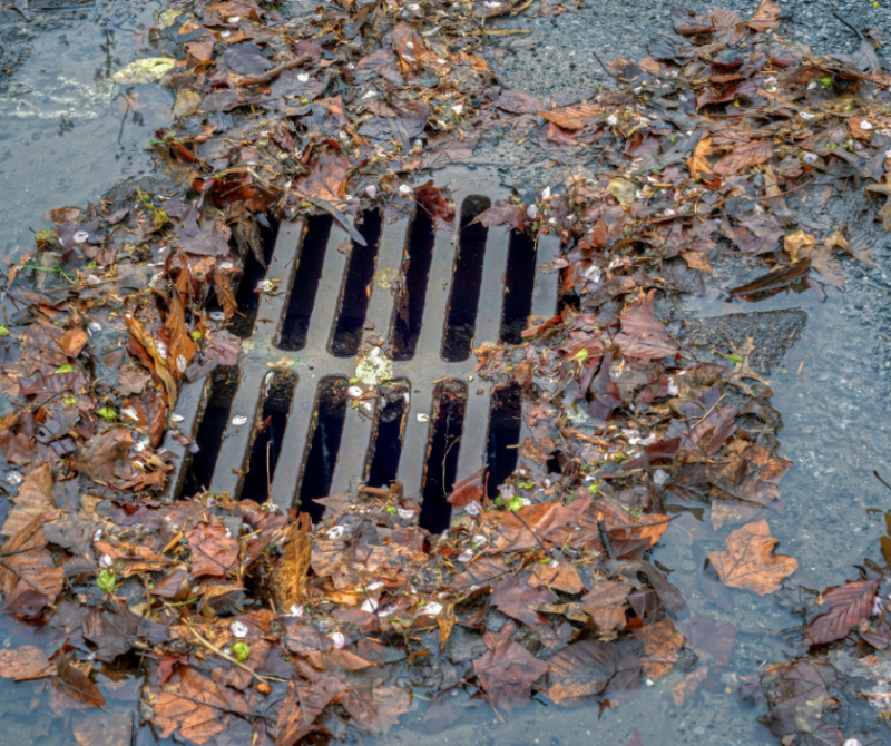 Storm drain with leaves