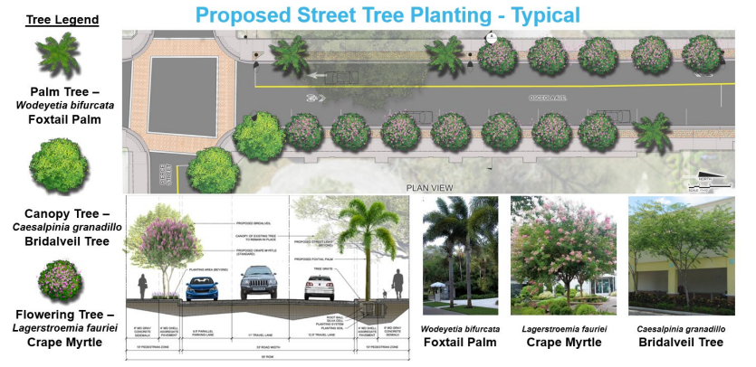 The proposed tree selections on the side of the road, including their purpose, scientific name, and what it would look like on the street. Also including a real-life photo of the tree itself. 