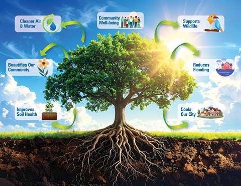 Tree Graphic with reasons trees help the environment