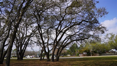 Charter Oaks