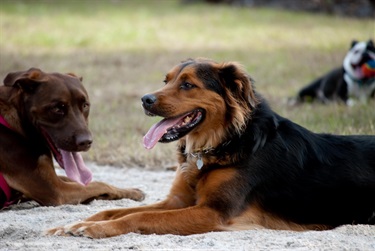 Enterprise Dog Park doggos