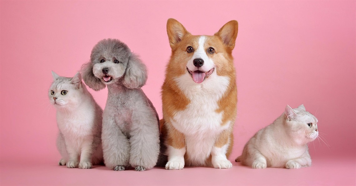 Pet supply drive