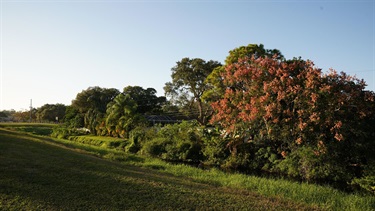 Trees at allens creek