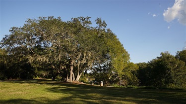 Cliff Stephens Park