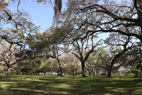 trees in clearwater