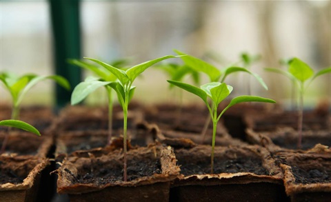 seedling, garden, gardening