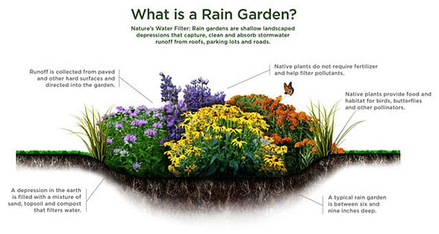 raingarden.jpg