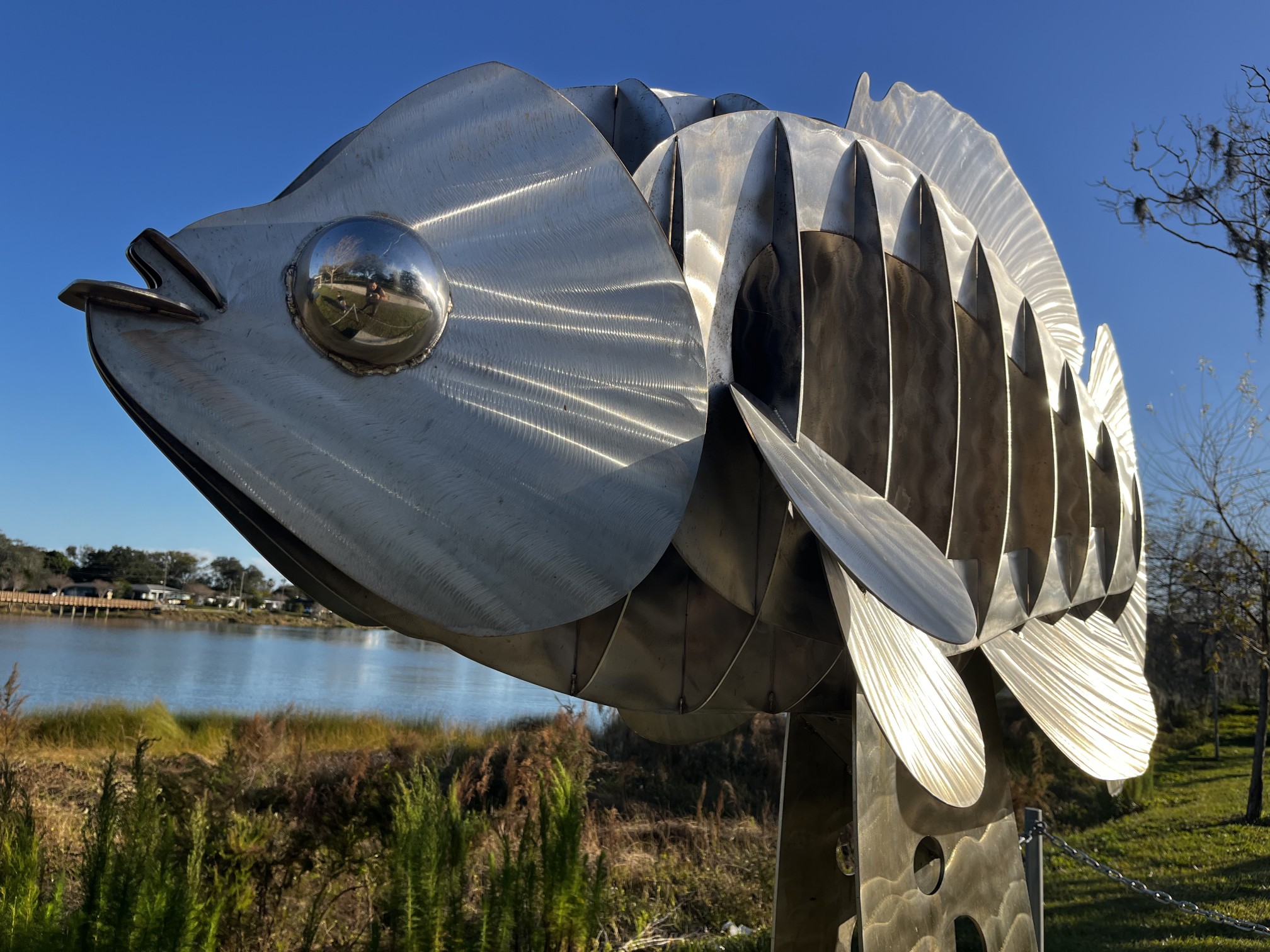 Crest-Lake-Flagfish-1.jpg