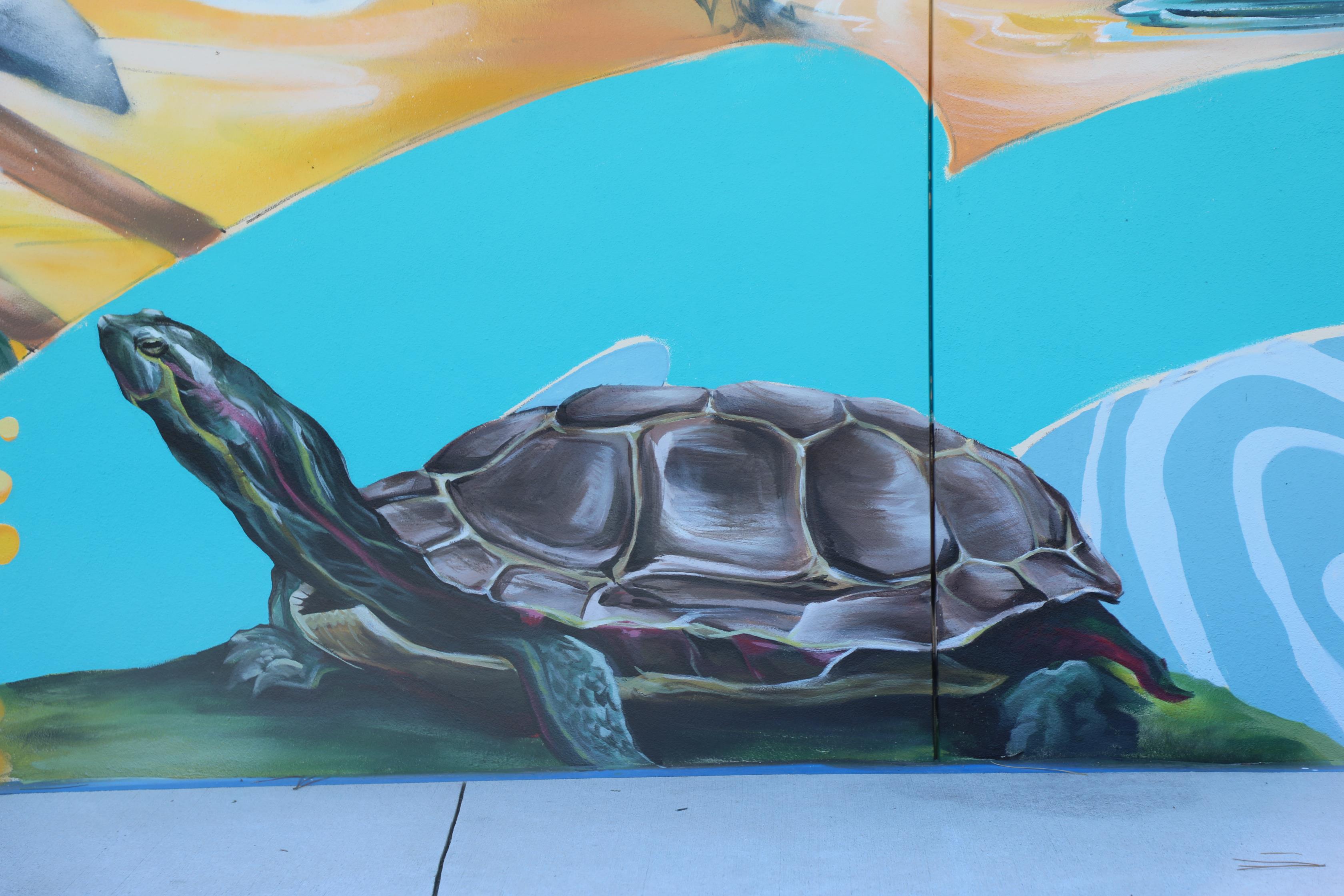 giving wall turtle