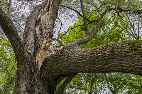 Unhealthy-Tree-1.png