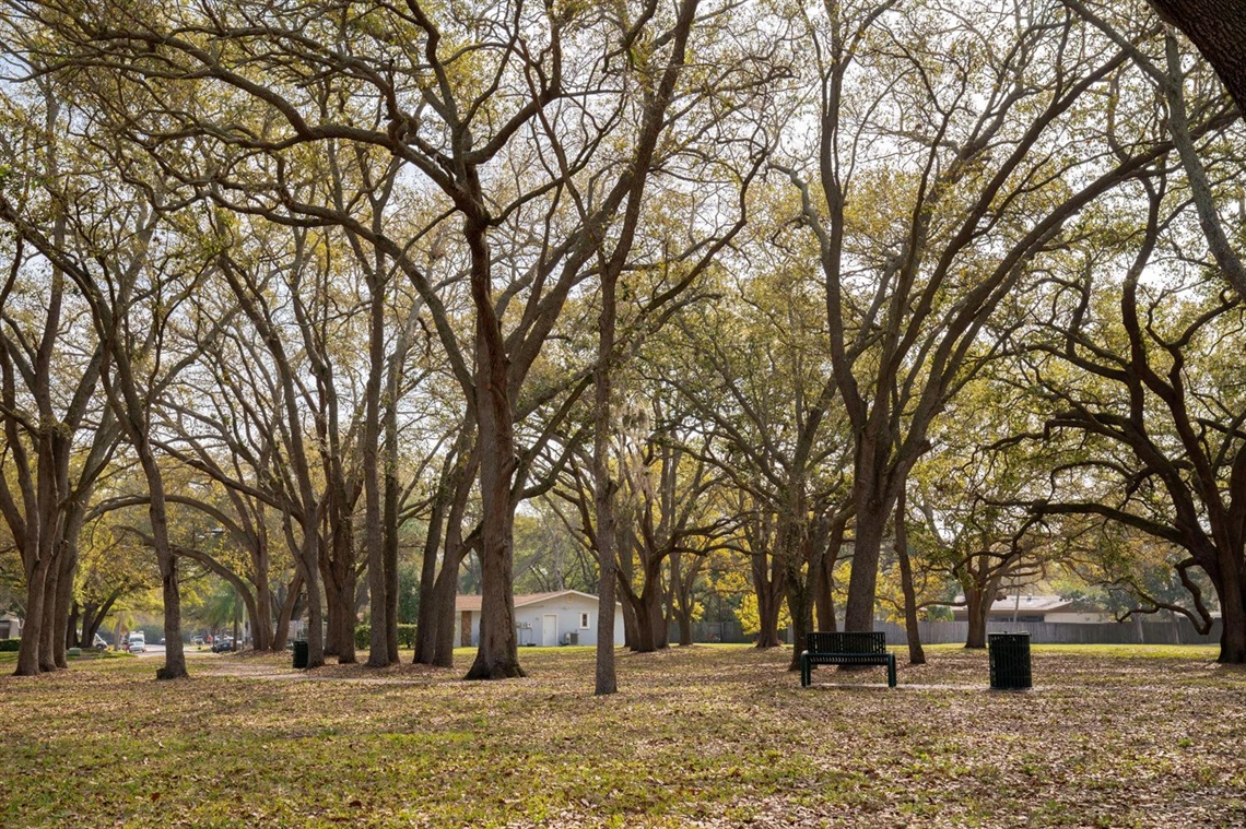 trees and a park bench