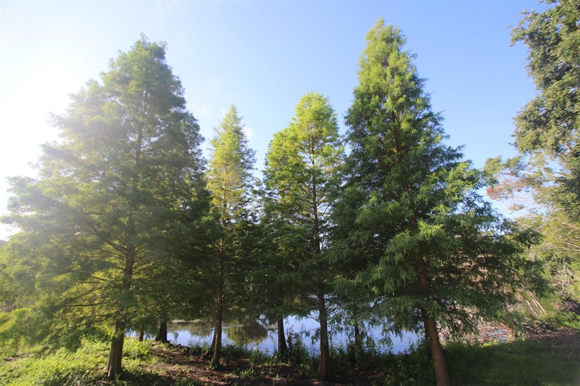 park with large green trees